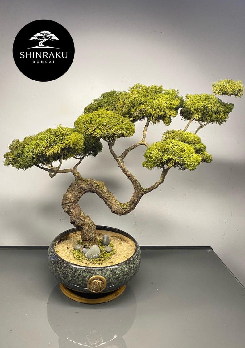 SHINRAKU MAINE – Luxury Artistic Bonsai | The Dancing Root | Zen Sculpture | Handmade | One of a Kind